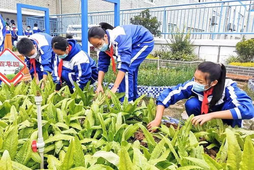 爱心菜园暖人心 成都龙泉学子200斤自种蔬菜送达抗疫一线